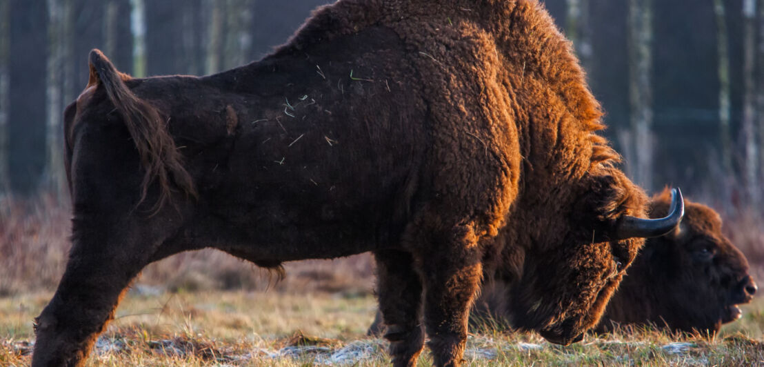 Zwei europäische Wisente auf einer Wiese vor einem Waldstück