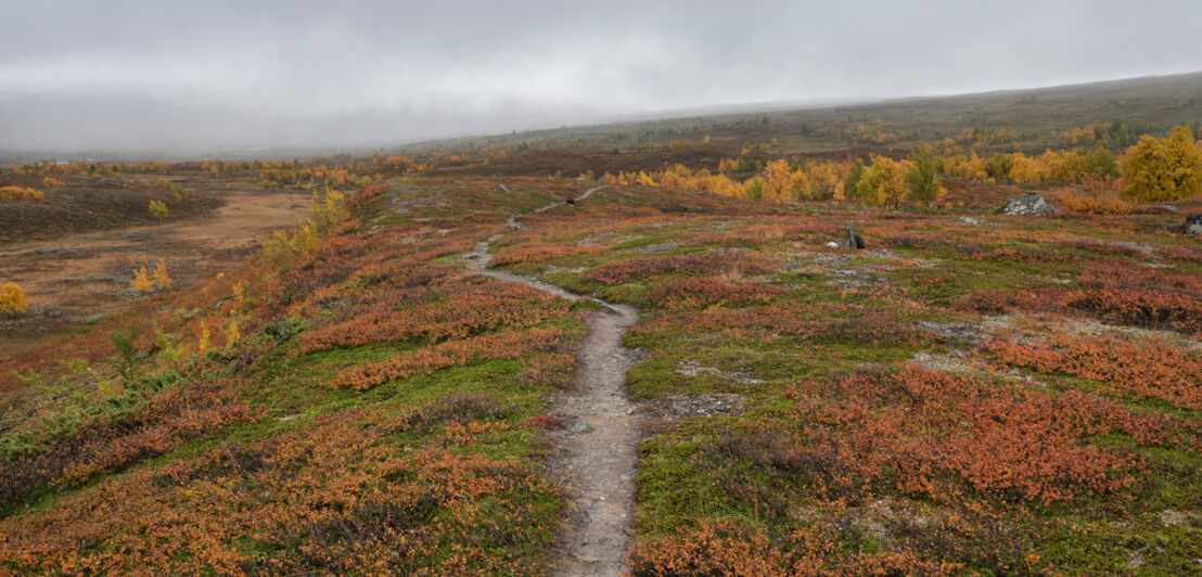 Ein Wanderpfad führt durch eine herbstliche Heidelandschaft in Schwedisch-Lappland