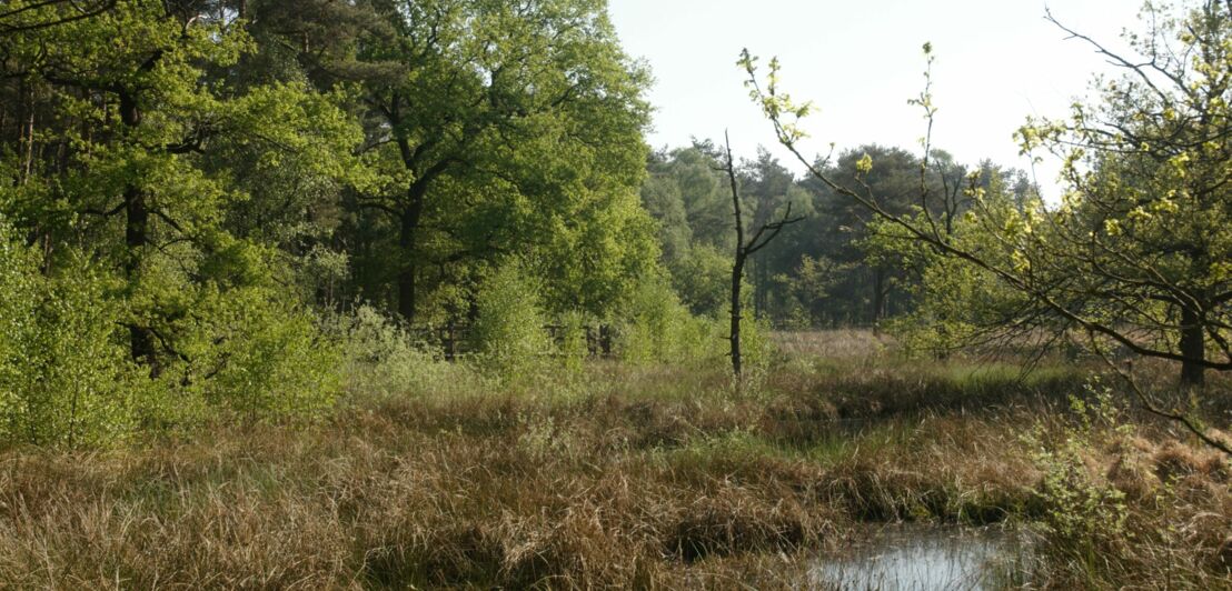 Eine naturbelassene Vegetation am Niederrhein