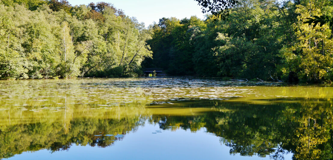 Blick auf einen See der mit dichten Bäumen umrandet ist