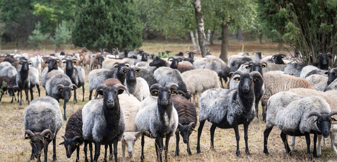 Herde von Heidschnucken in der Lüneburger Heide