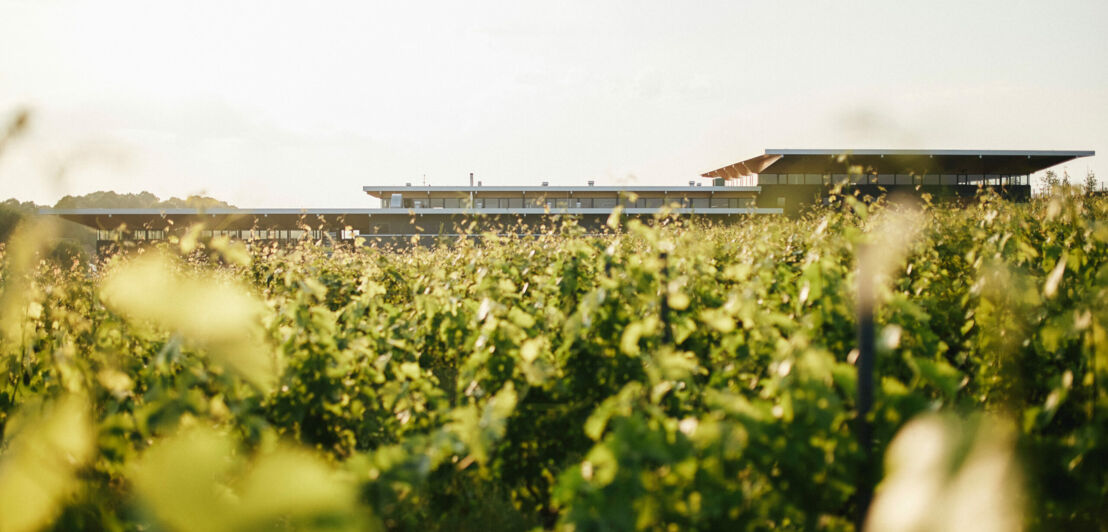 Blick auf das Weingut Dreissigacker in Rheinhessen