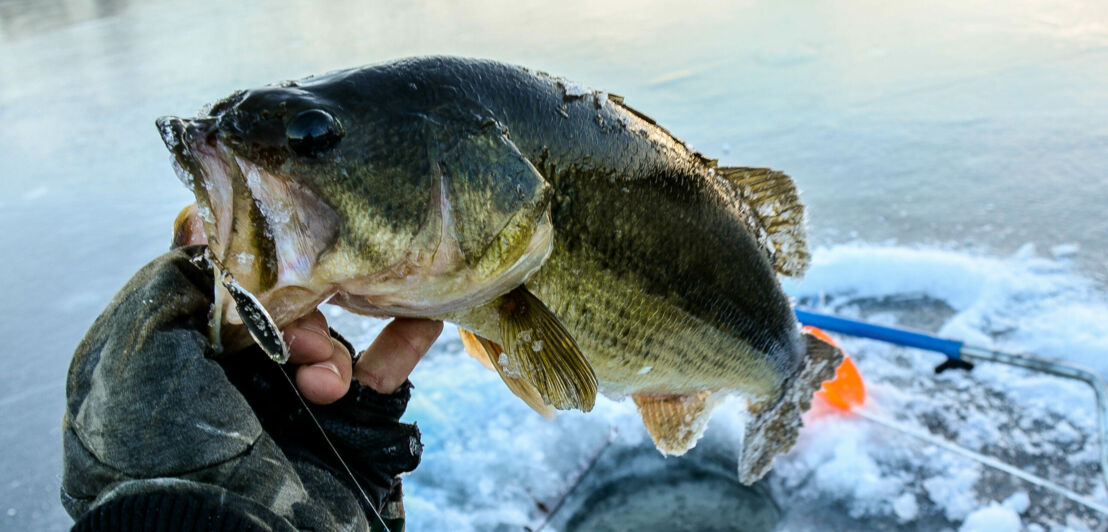 Ein Eisangler hält einen gefangenen Fisch in der Hand