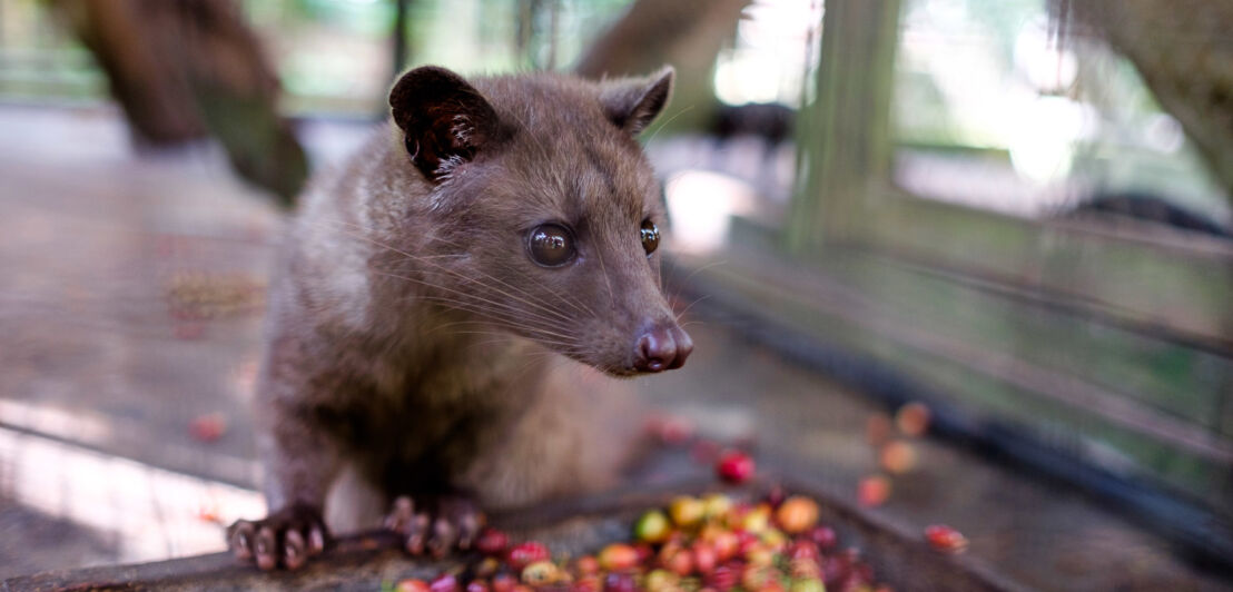 Luwak schaut auf Kaffeekirschen