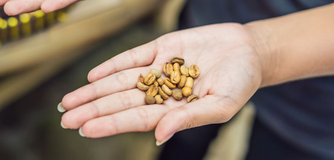 Kopi Luwak oder Zivet-Kaffee auf einer offenen Hand