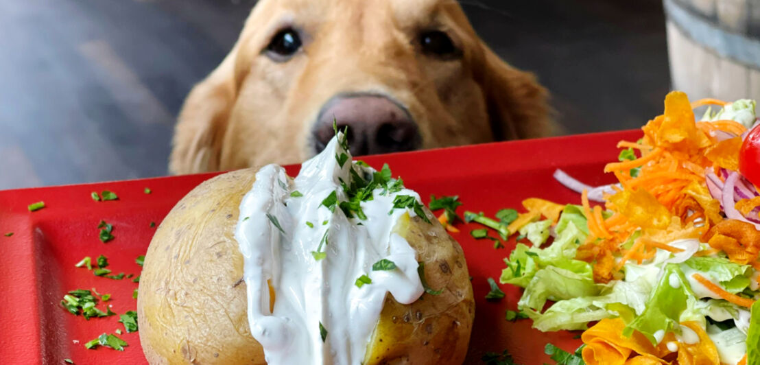 Nahaufnahme einer Backkartoffel mit Salat auf rotem Tablett, dahinter ein Hund