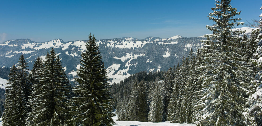 Im Vordergrund schneebedeckte Tannen im Sonnenschein, dahinter Bergketten in der Ferne.