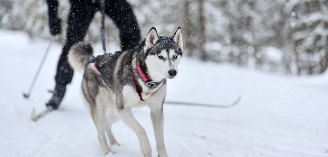 Ein Husky mit einem Skiläufer im Schnee