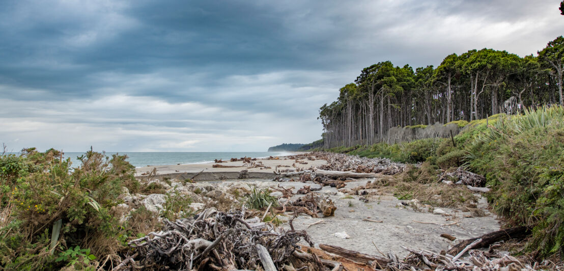 Im Vordergrund Treibholz, im Hintergrund Meer, Strand und Wald