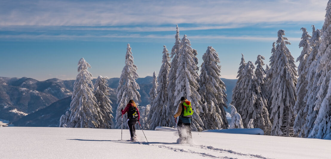 Zwei Schneeschuhwander:innen auf einem verschneiten Berg neben eingeschneiten Tannen