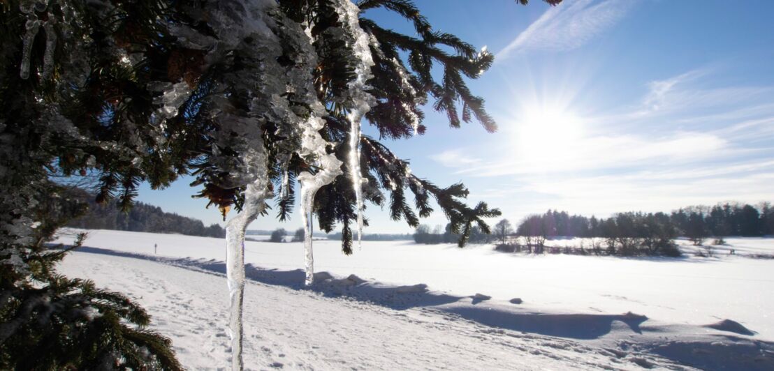 Ein Baum mit Eiszapfen vor Schneelandschaft