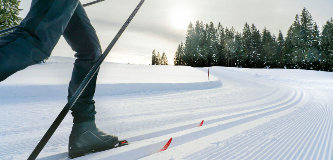 Skilangläufer vor einer weißen Schneelandschaft mit Tannen im Hintergrund