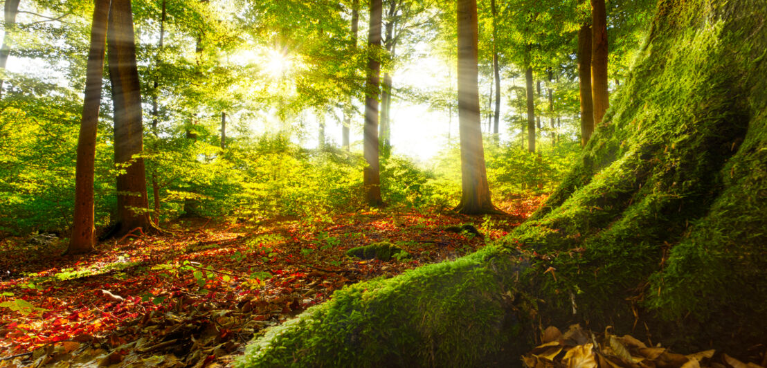 Ein sonnenlichtdurchfluteter Wald mit Laub und Moos