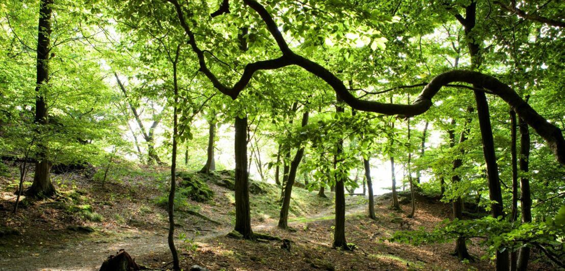 Der Wanderweg Schinderhannessteig führt durch einen Wald.