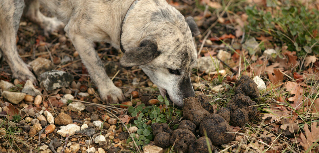 Ein Trüffelhund schnuppert an einigen Trüffeln