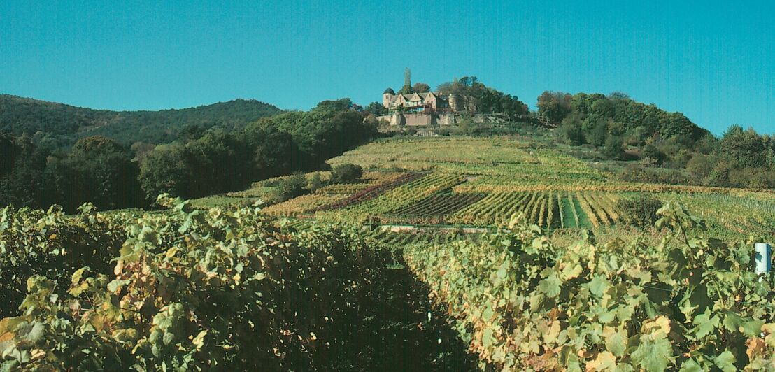 Ein altes Anwesen auf dem Gipfel eines Weinbergs