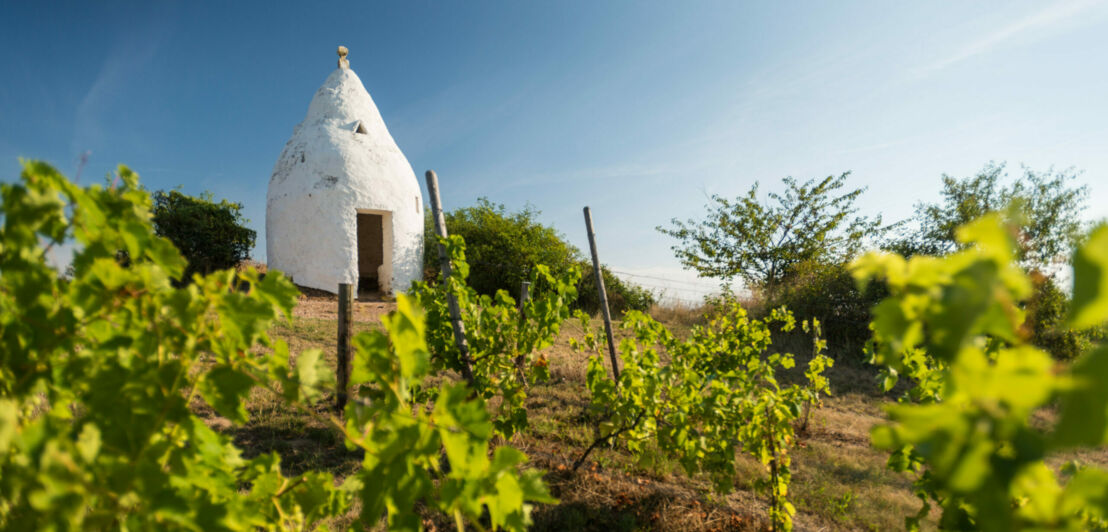 Ein weißes Lehmhäuschen mit spitz zulaufendem Dach auf einem Weinberg