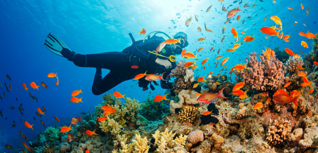 Taucher zwischen einem Schwarm aus roten Fischen