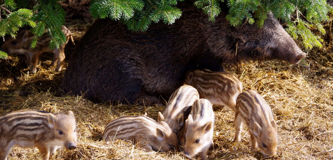 Ein Wildschwein mit Frischlingen auf Stroh unter einem Tannenbaum