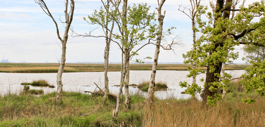 Birken vor einer norddeutschen Landschaft aus Gras und Wasser