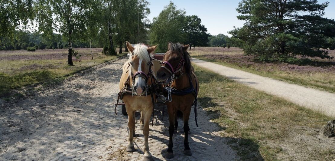 Zwei Pferde vor eine Kutsche, im Hintergrund Heide und Bäume