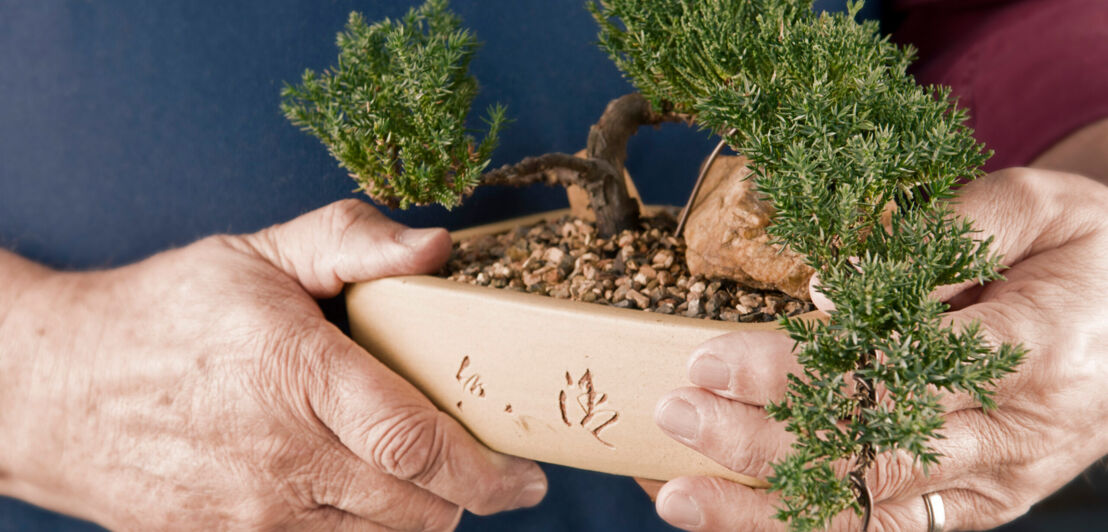 Eine kleine Schale mit einem Bonsai wird von zwei Händen gehalten.