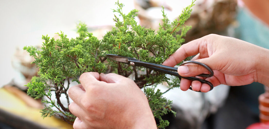 Ein Bonsai wird mit einer Schere beschnitten.