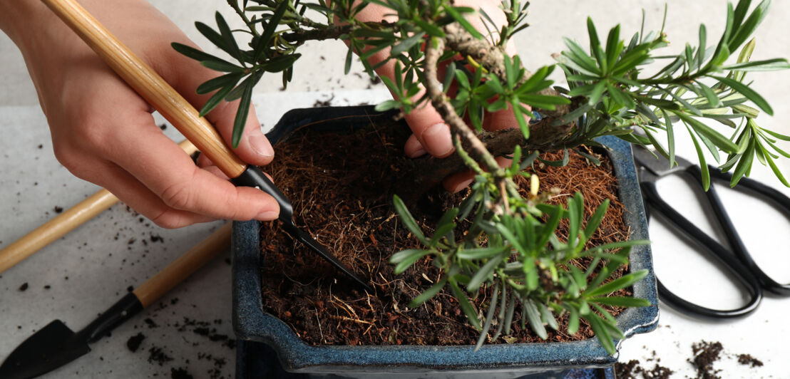 Ein Bonsai wird umgetopft.