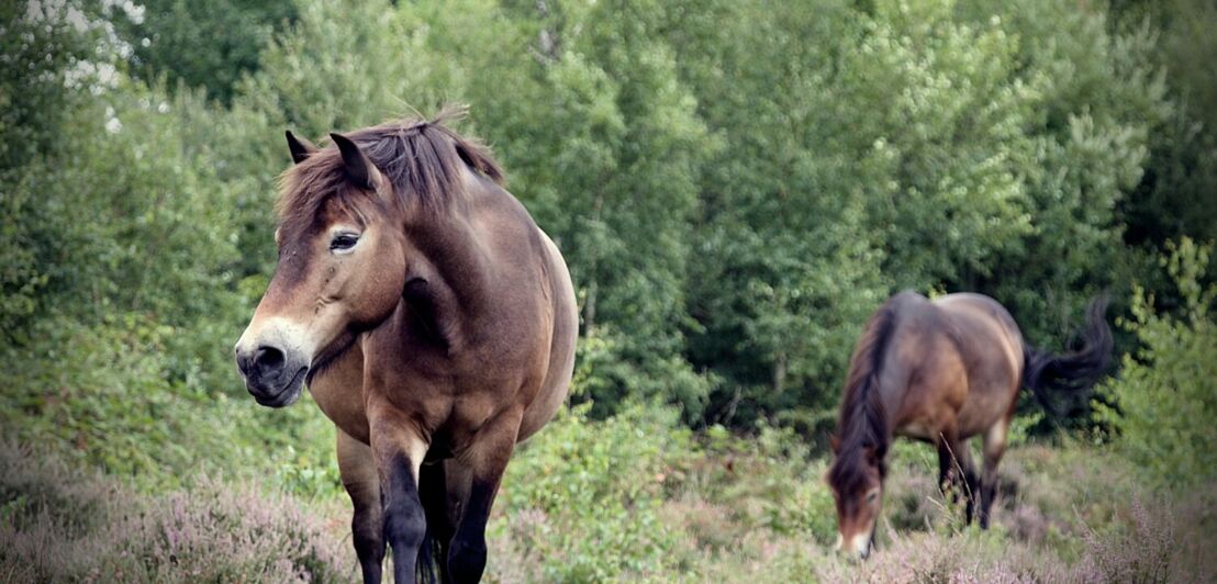 Zwei braune Ponys vor einem Wald