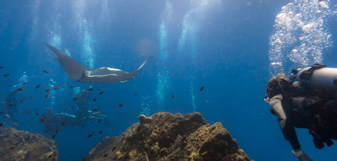 Eine tauchende Person im Meer vor einem Felsen und einem großen Rochen