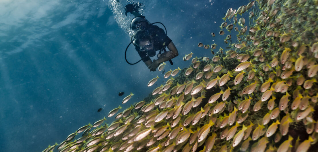 Eine Person taucht im Meer, vor ihr ein großer Fischschwarm