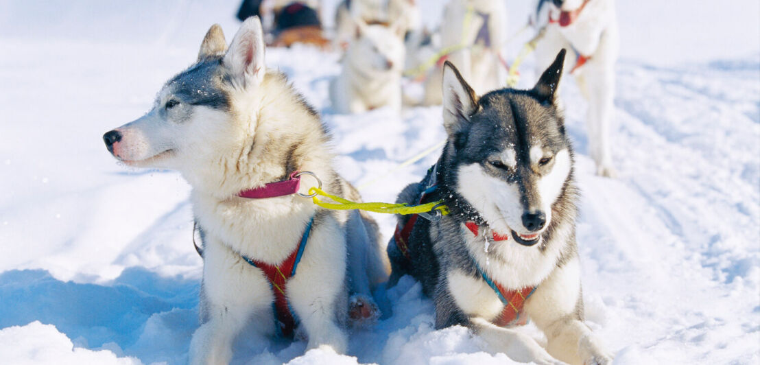 Hunde vor einem Schlitten ruhen sich aus.