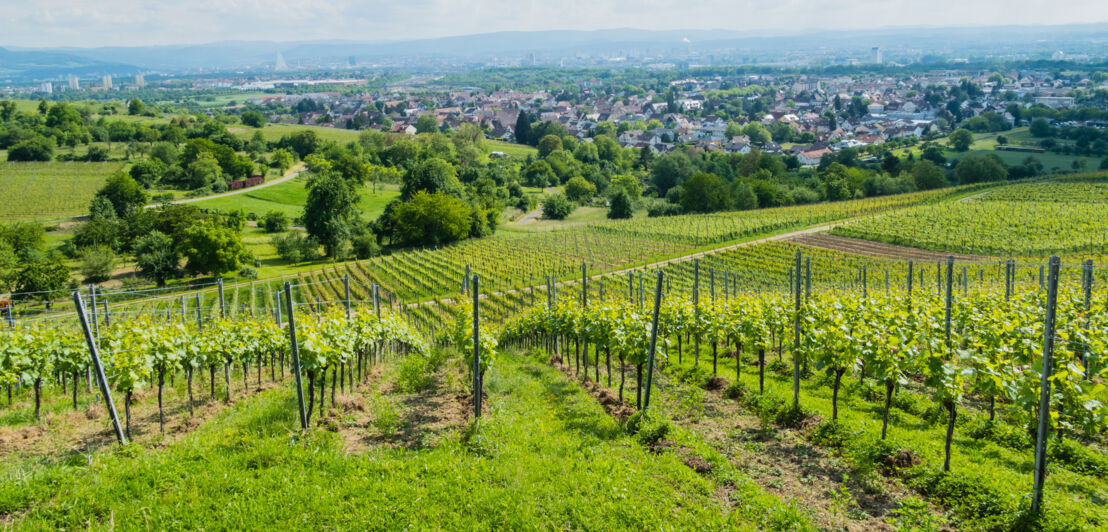 Weingarten am Hang.