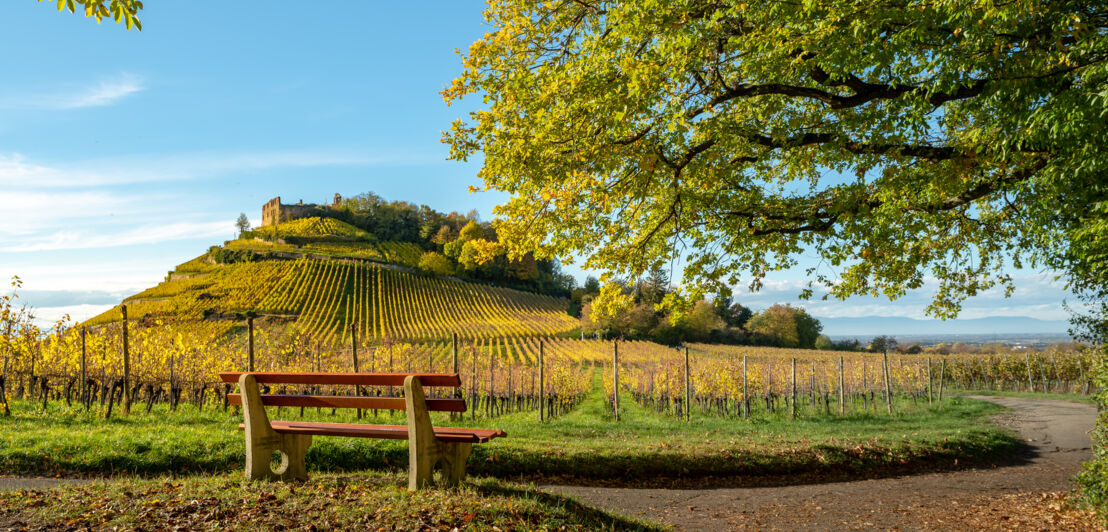 Burgruine Staufen auf einer Anhöhe, die mit Weinreben bewachsen ist.