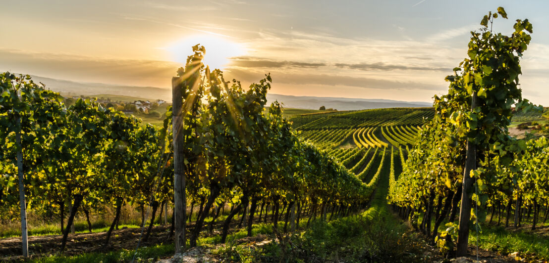 Weinberg in Rheinhessen bei Sonnenuntergang.