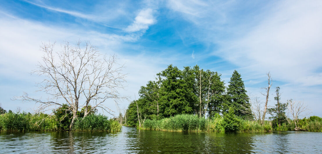 Bäume und Schilf an der Peene