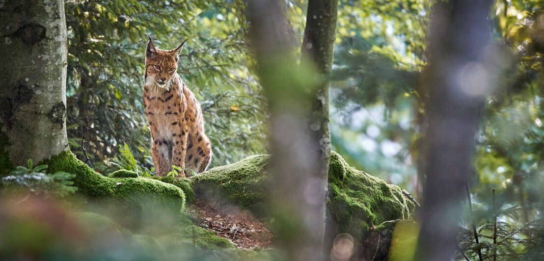 Ein Luchs sitzt auf einem moosbewachsenen Untergrund im Wald