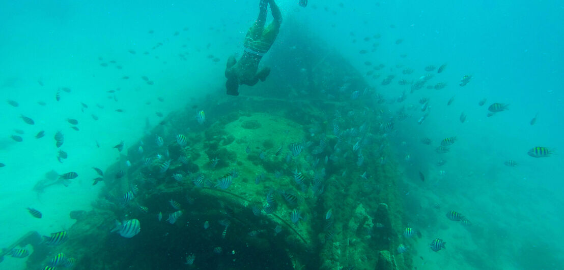 Ein Mann taucht zu einem Schiffswrack hinab und ist von Fischen umgeben.