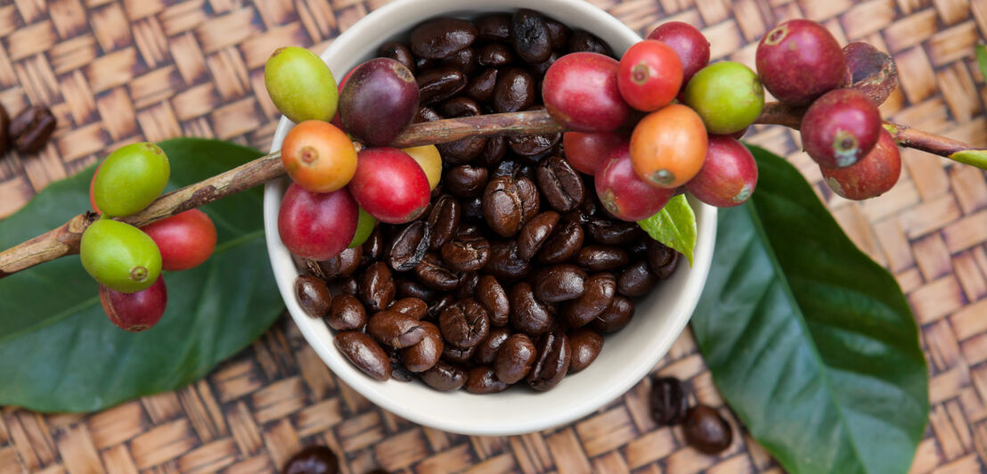 Geröstete Kaffeebohnen in einer Tasse und ein Ast mit Kaffeekirschen liegt darauf