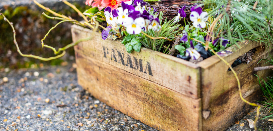 Alte Obstkiste mit Panama-Schriftzug, gefüllt mit Blumen