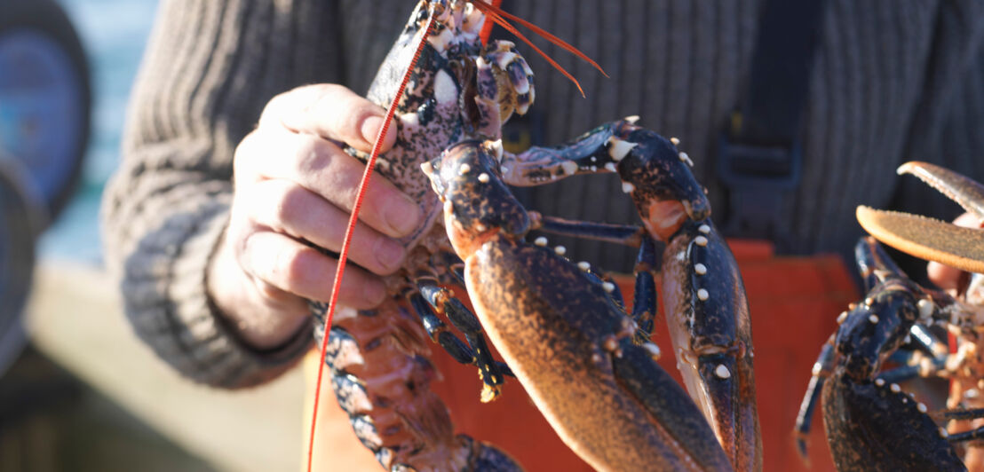 Eine Hand hält Hummer