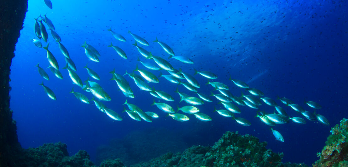 Ein Schwarm Fische schwimmt an Korallen vorbei