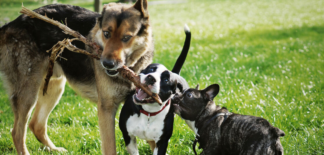 Drei Hunde knabbern an einem Ast auf einer Wiese