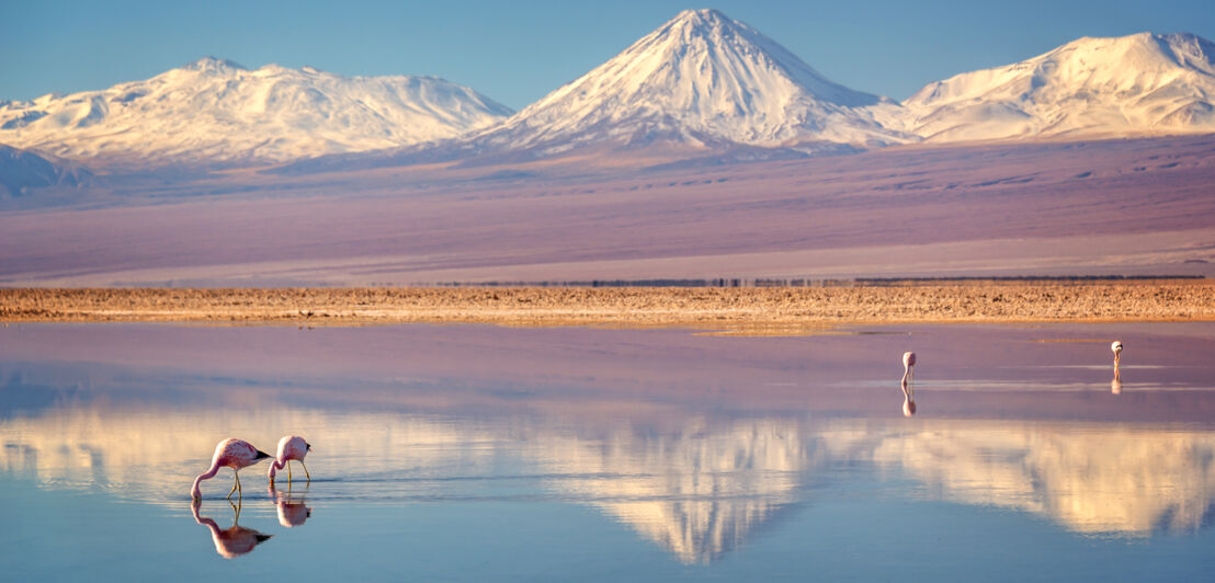 Eine Salzlagune mit Flamingos vor verschneitem Bergpanorama