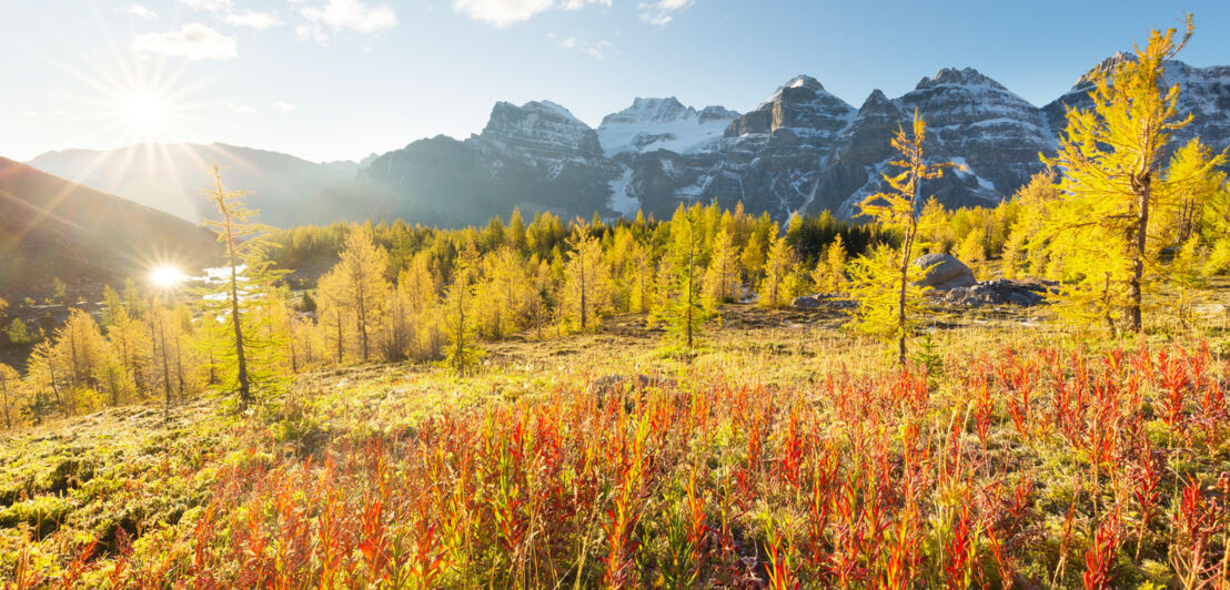 Herbstliche Landschaft mit Bäumen und Bergen im Hintergrund