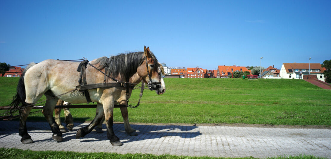 Zwei Pferde ziehen eine Kutsche durch eine flache Graslandschaft