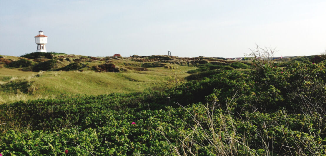 Grüne Weidelandschaft in den Dünen mit Leuchtturm