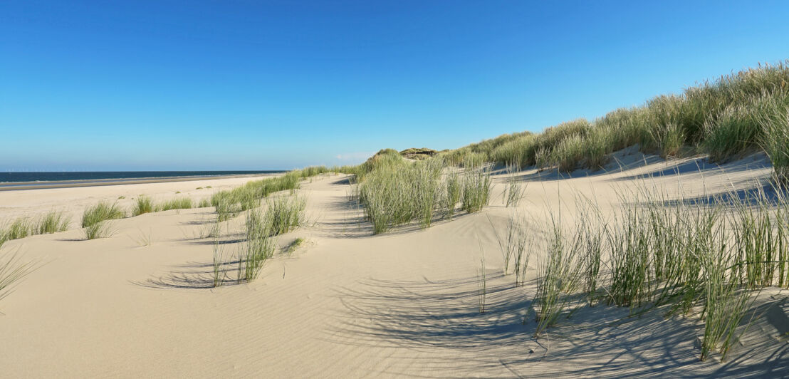 Dünenlandschaft mit Gräsern an einem weitläufigen Strand