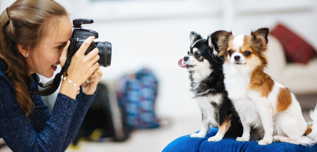 Zwei Hunde werden von einer jungen Frau fotografiert