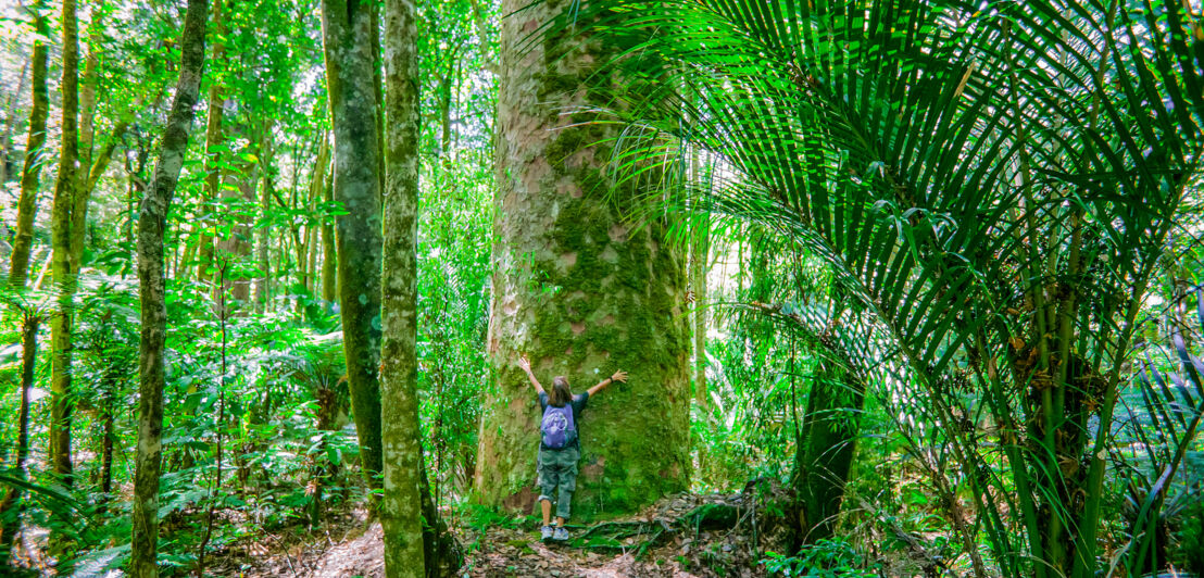 Eine Person versucht im Wald einen gigantischen Baum zu umarmen